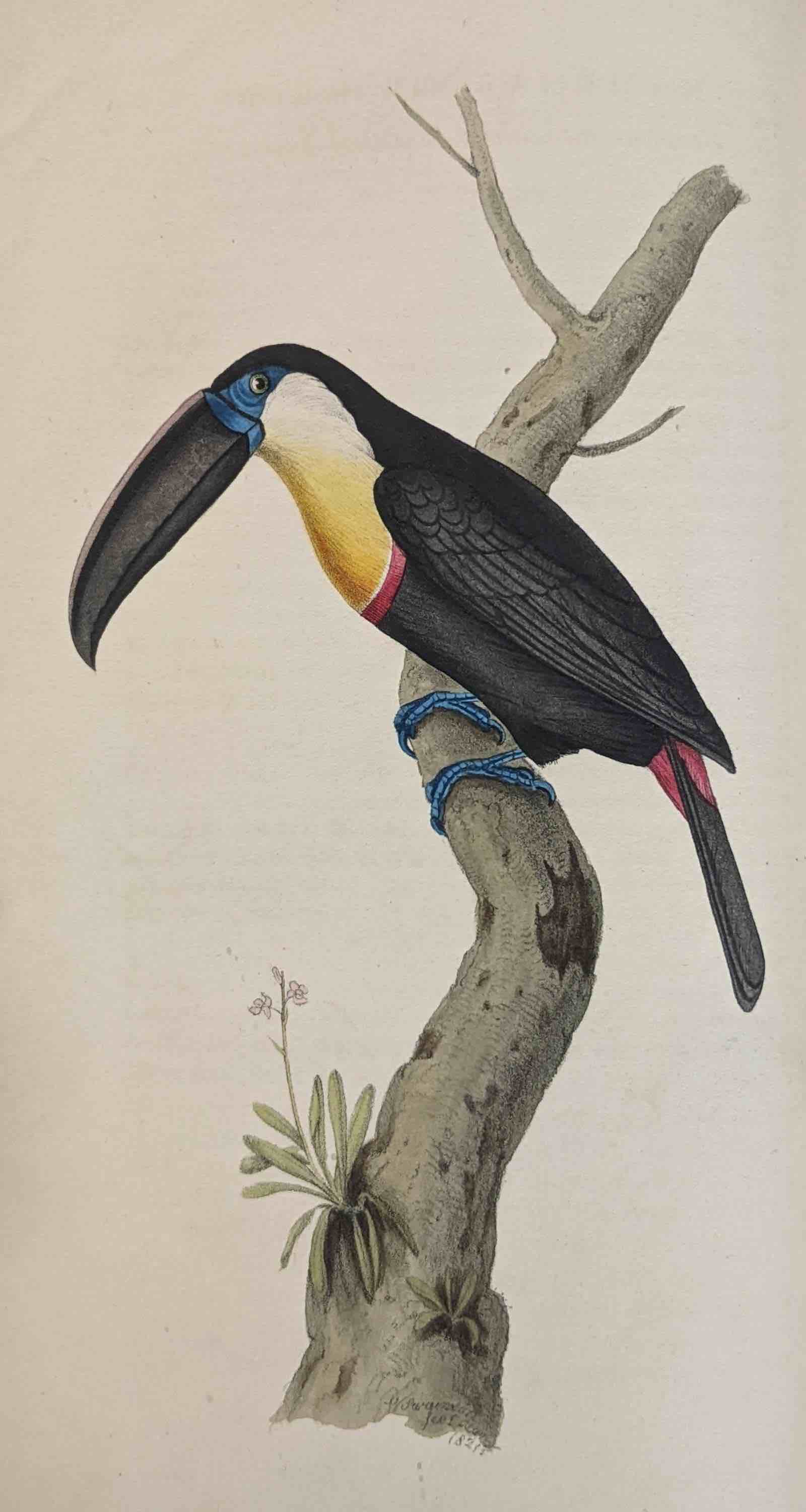William Swainson's ‘Zoological Illustrations’