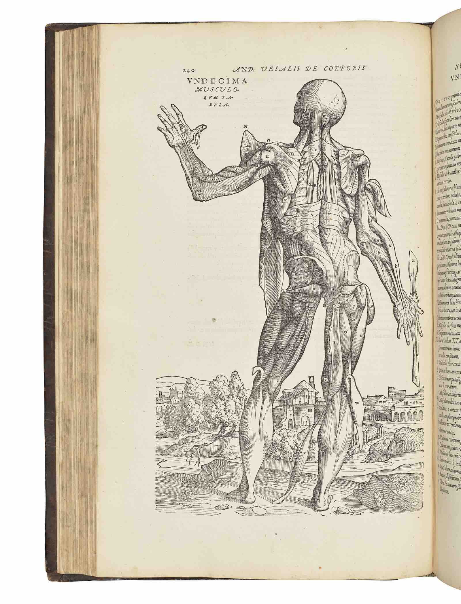 De humani corporis fabrica, 1555