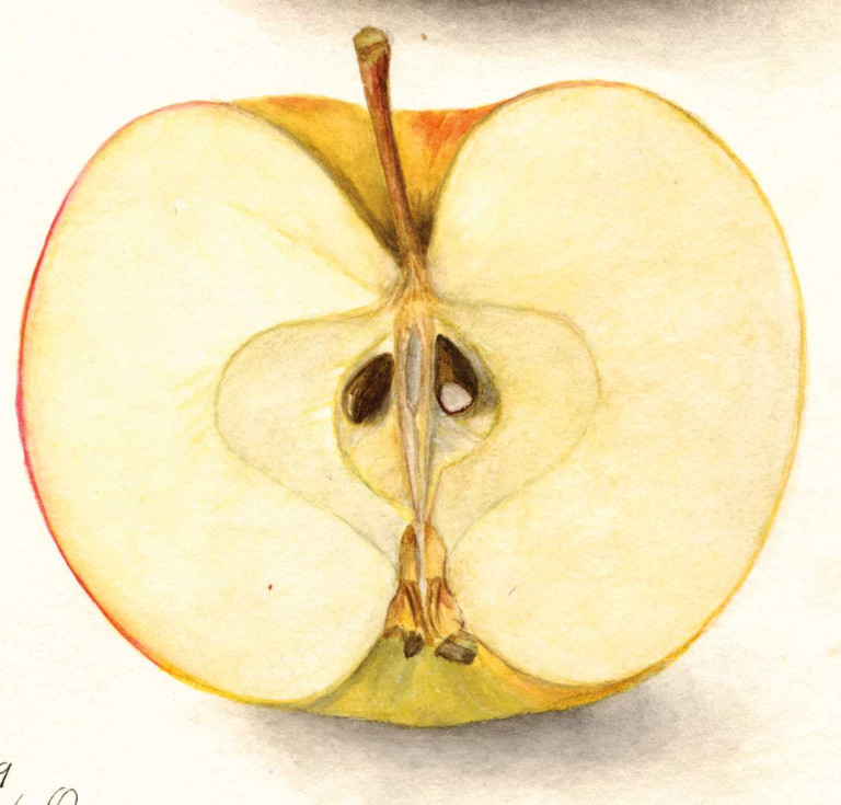 “Colorado Orange” 1905